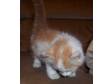 Adopt NACHOS !!! a Persian
