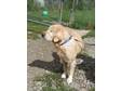 Adopt Sandy a Golden Retriever