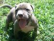 UKC BLUE American Pit Puppies