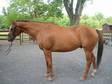 Very Handsome Thoroughbred Gelding