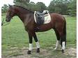 Extremely Talented Imported Gelding - Horse For Sale in Flemington,  NJ