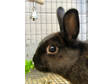 Adopt Charcoal a Dwarf