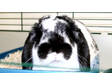 Adopt Oscar a Lop Eared