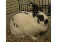 Adopt Bunnie a American