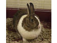 Adopt Precious a Dutch, Dwarf