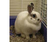 Adopt Sassy a Dutch, Dwarf