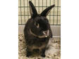 Adopt Rocky a Dutch, Dwarf