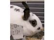 Adopt Tazzy a English Spot