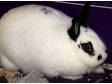 Adopt Tatoo a English Spot