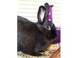 Adopt Token a American, Bunny Rabbit