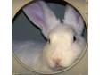 Adopt Sugar a Bunny Rabbit