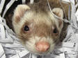 Adopt Sam a Hamster