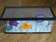 Adopt Sequoia a Hamster