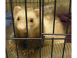 Adopt Binky a Ferret