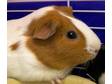 Adopt Brownie a Guinea Pig