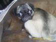 pugs