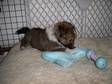 Shetland Sheepdog (Sheltie)
