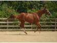 4yo 17hh Trakehner Mare