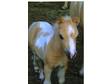 AMHA miniature Palomino Pinto colt
