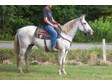CHEVY - Horse for Sale in Osceola Mills,  Pennsylvania