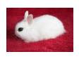 dwarf hotot