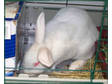 Adopt Cadburry a Dutch