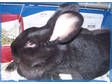 Adopt Lucky a Dutch