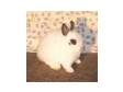 TT's Peek-A-Boo-Tiny Tots Netherland Dwarfs