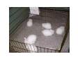 REW English Angora kits