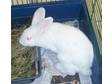 Adopt Daisy a Dutch
