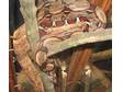 Suriname redtail boa 4ft $200