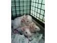 5 Rats looking for good home!!