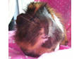 Adopt Tribbles a Guinea Pig