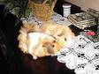 guinea pigs