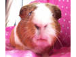 Adopt Winnie a Guinea Pig