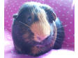 Adopt Stella a Guinea Pig