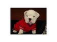 AKC- English Bulldogs**Champion Bloodlines**
