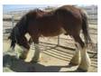 Gentle Giant 11yr old Bombproof Draft WILL DELIVER