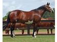 Quarter Horse for Sale