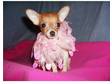 Loveablepets