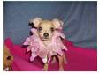 Loveablepets