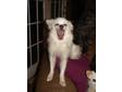 Adopt Eva a American Eskimo Dog