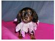 Loveablepets