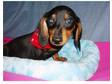 Loveablepets