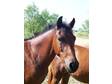 Registered Bay Gelding