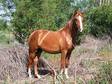 Sweet Sorrel Filly