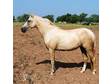 Beautiful Palomino Filly