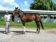 2002 TB Mare