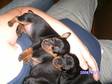 Akc Min Pin Pups!!!!!
