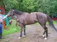 Allowance winning Mare